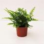 NEPHROLEPIS green Lady H20 P9