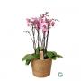 Phalaenopsis 6tg-h60-vann38