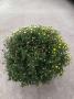 Chrysantheme pompon 3p-h50-p21