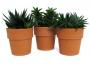 Aloe Haworthia Ot05 H22-P14-Tc