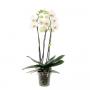 PHALAENOPSIS grandiflora Pearl Bijoux Blc 3TG H70 P15
