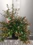 Abelia grandiflora h40-c7.5l