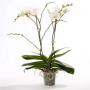 Phalaenopsis theatro 2tg-h85-p17