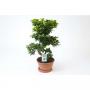 Ficus ginseng s-type form-s-h75-p24