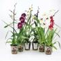 ORCHIDEE 1TG H50 P12