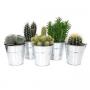 Cactus/Succulent Seau H25-P13-Zinc