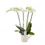 Phalaenopsis theatro blc 4tg-h60-p13-ceram