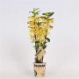 ORCHIDEE sparkly Champagne Chyomi Bamboo 2TG H50 P12-DECO