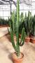 Euphorbia erythrea tfe-180/190-p40