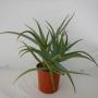 Aloe arborescens p18