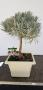 Lavandula bonsai-tg-bac23