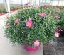Anthemis rose tfe-p25-coul