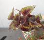Begonia rex tfe-p14