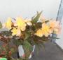 Begonia summerwing tfe-p14