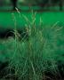 Carex Muskingumensis P9